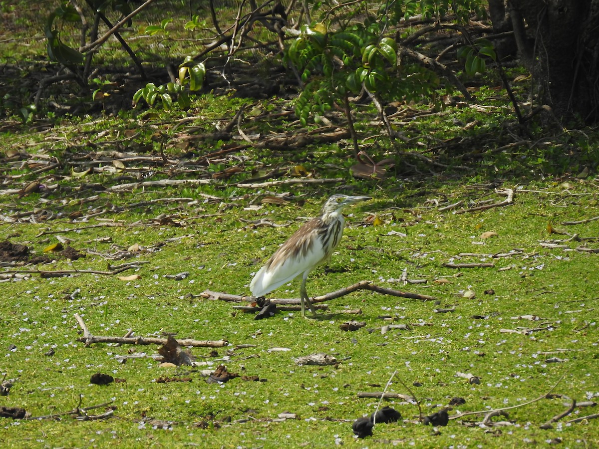 Malagasy Pond-Heron - ML644480125