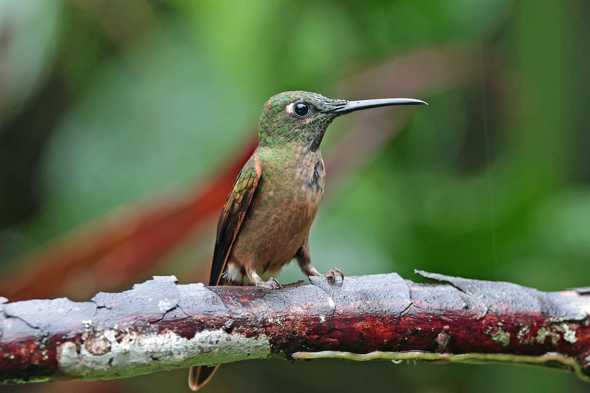 Füme Rengi Pırıltı - ML644480127