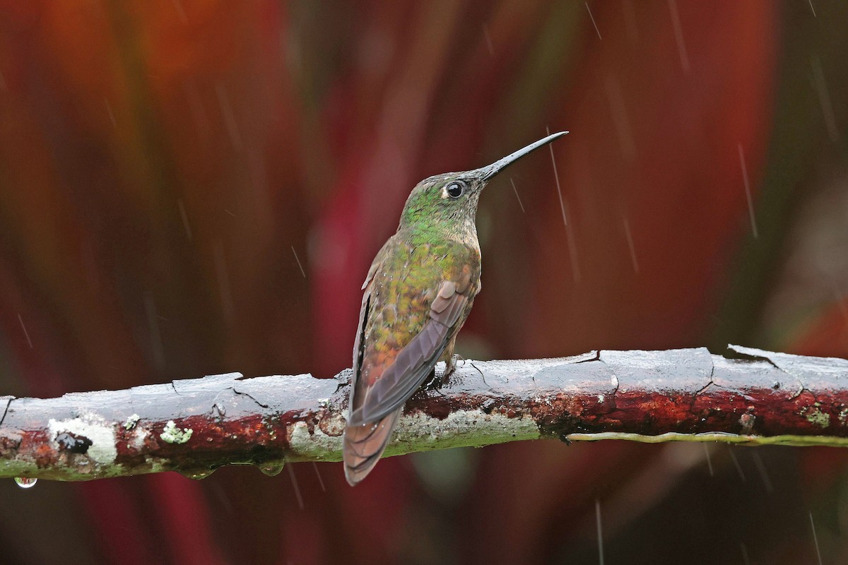 Füme Rengi Pırıltı - ML644480128