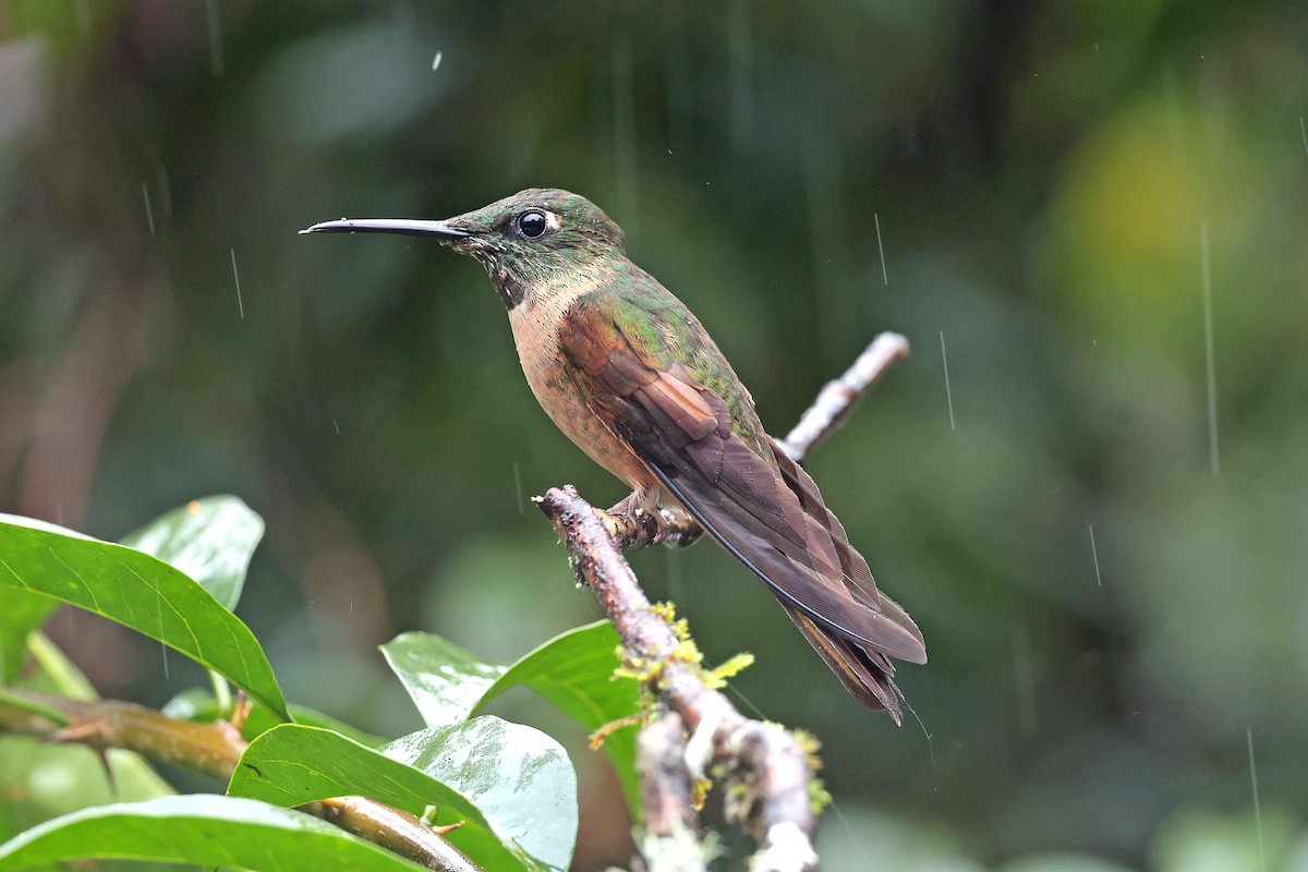 Füme Rengi Pırıltı - ML644480129