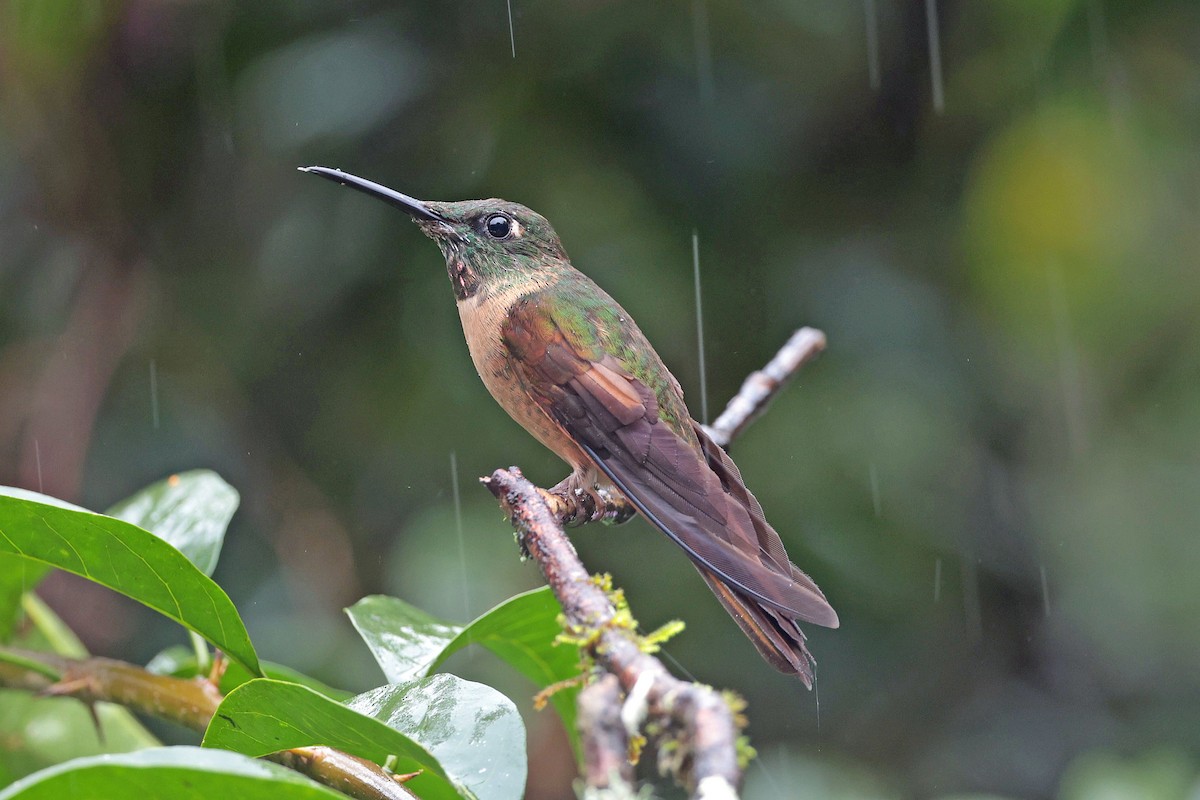 Füme Rengi Pırıltı - ML644480130