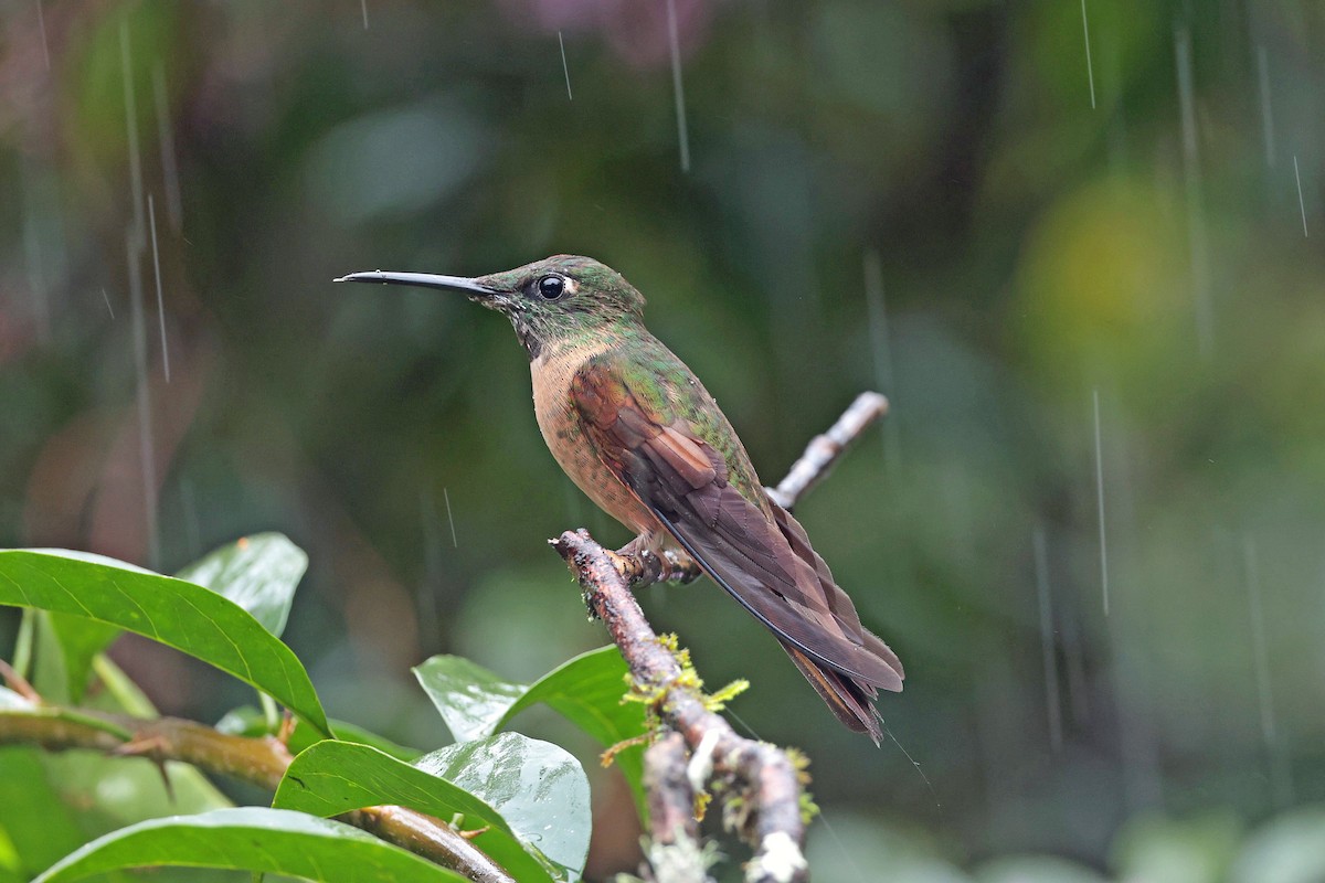 Füme Rengi Pırıltı - ML644480131