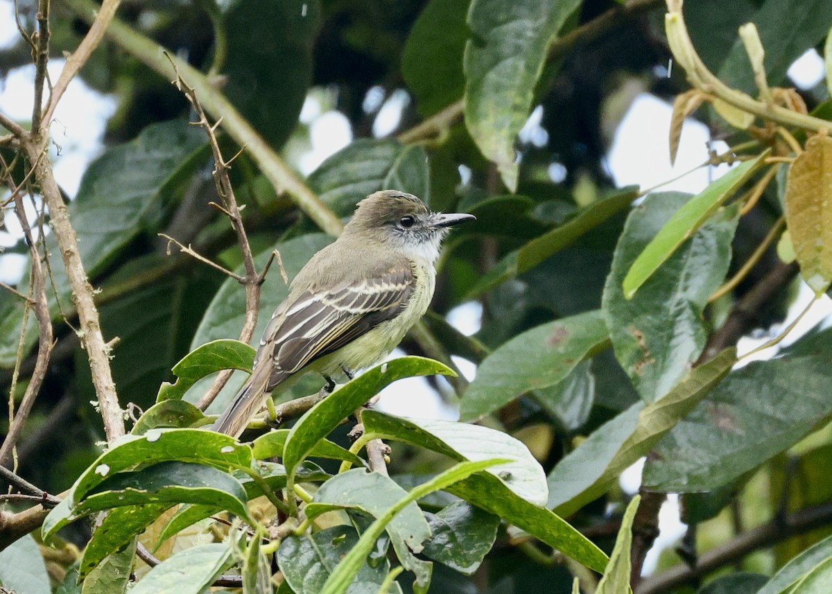 Pale-edged Flycatcher - ML644480132