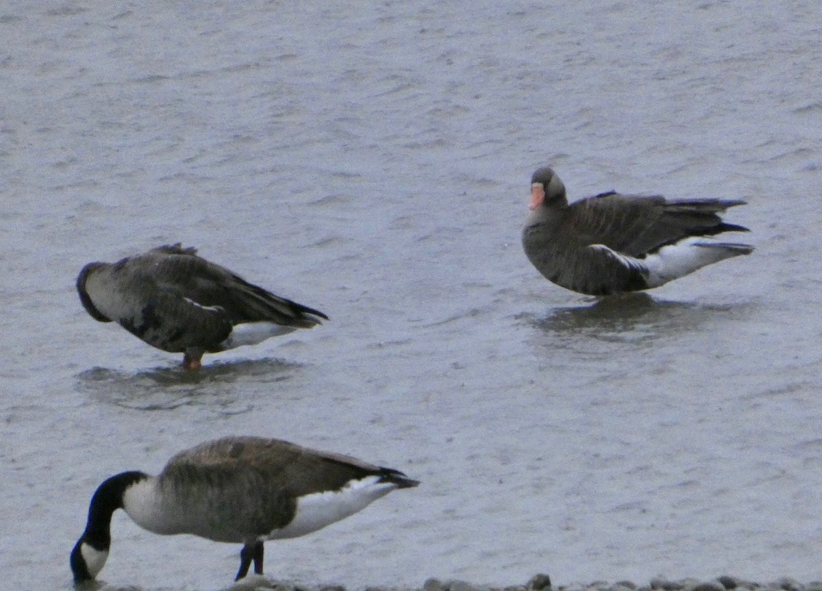 Гуска білолоба - ML644480134