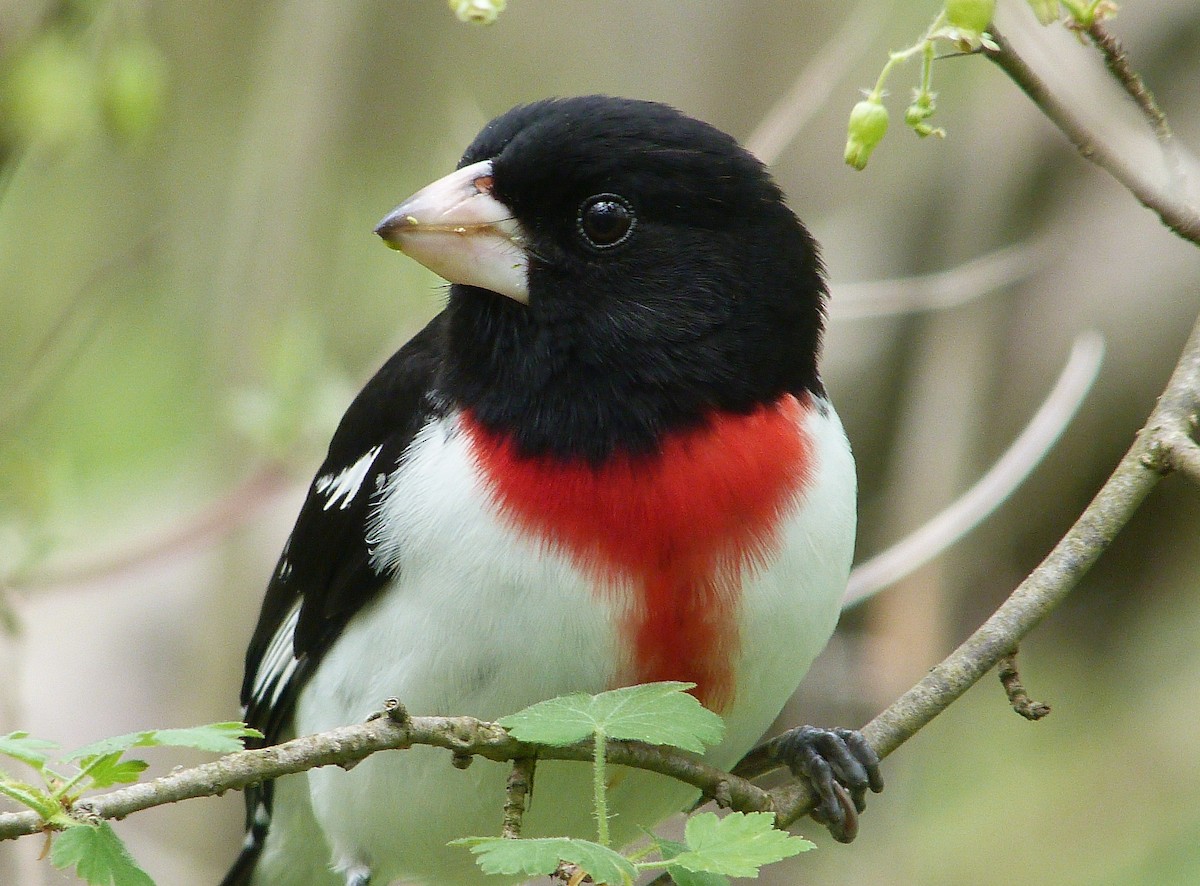 Rose-breasted Grosbeak - ML644480138