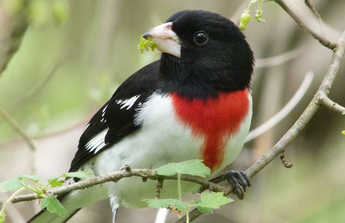 Rose-breasted Grosbeak - ML644480139
