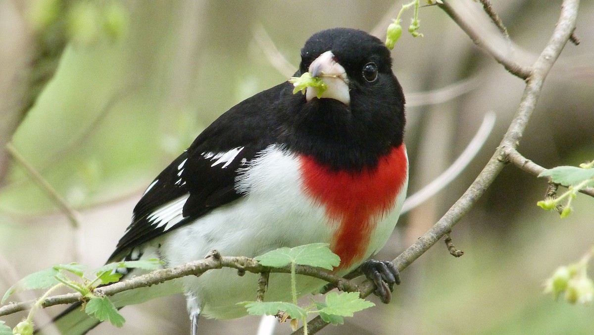 Rose-breasted Grosbeak - ML644480140