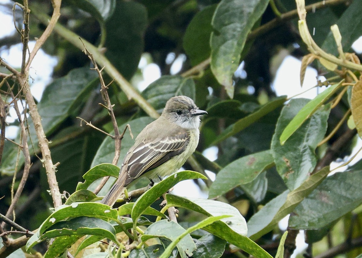 Pale-edged Flycatcher - ML644480147