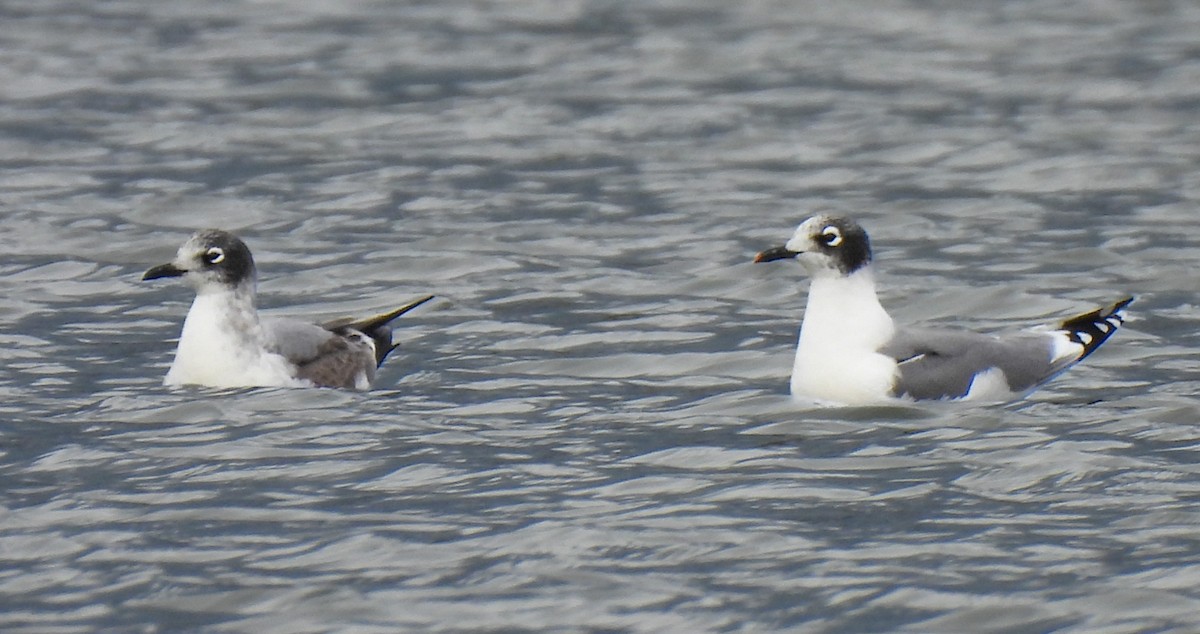 שחף אפור-זנב - ML644480167