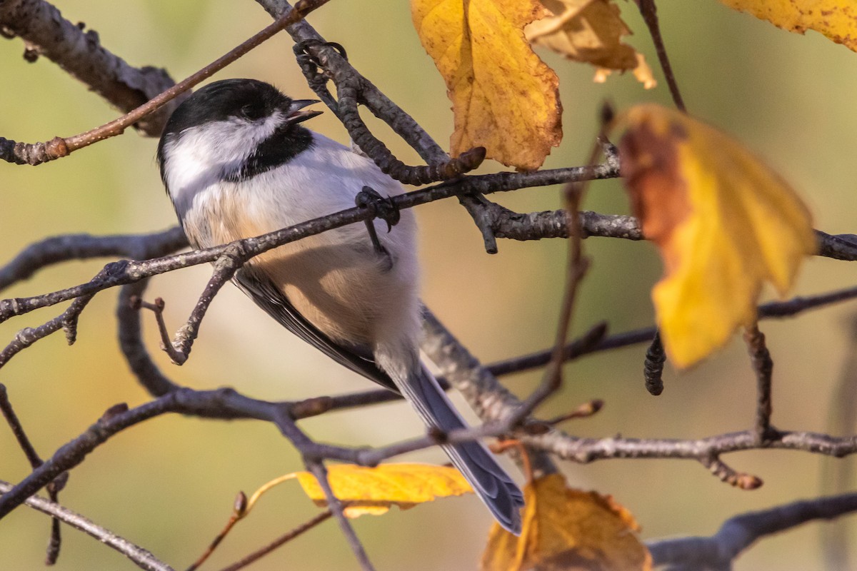 Amerika Baştankarası - ML644480180