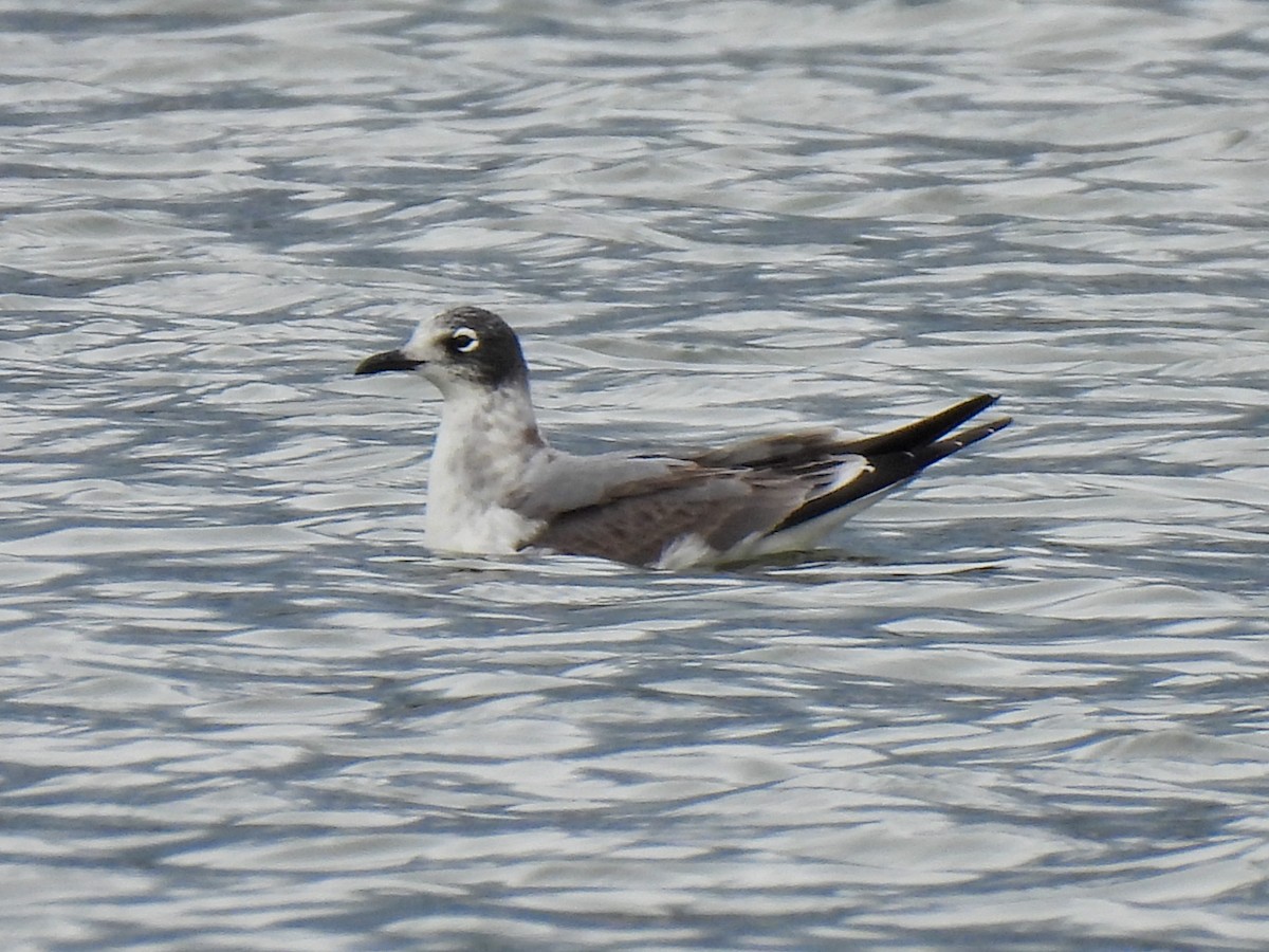 שחף אפור-זנב - ML644480181