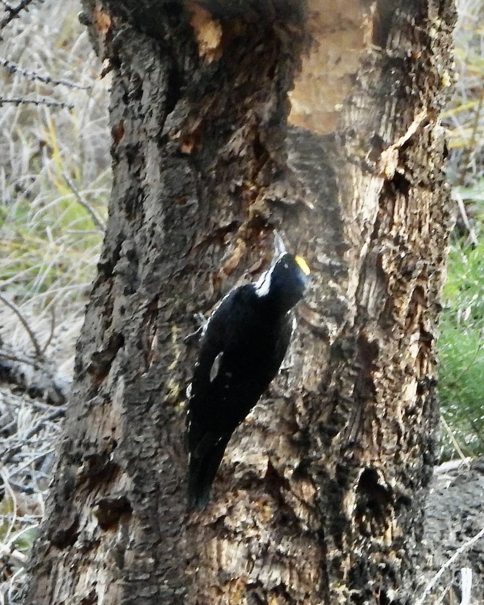 Black-backed Woodpecker - ML644480184