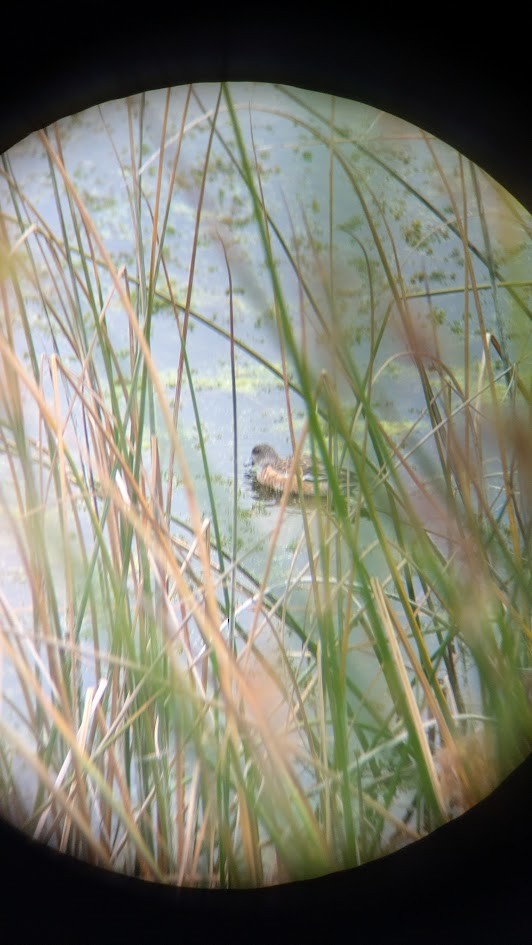 American Wigeon - ML644480202