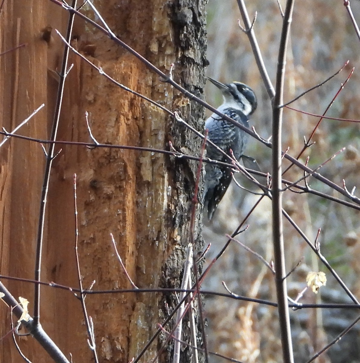 Black-backed Woodpecker - ML644480203