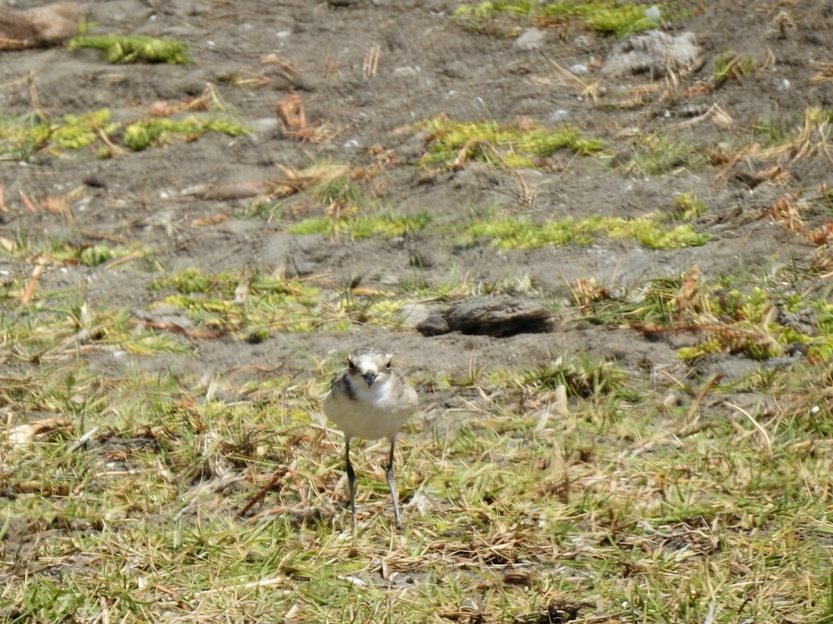 kittlitzlo - ML644480205