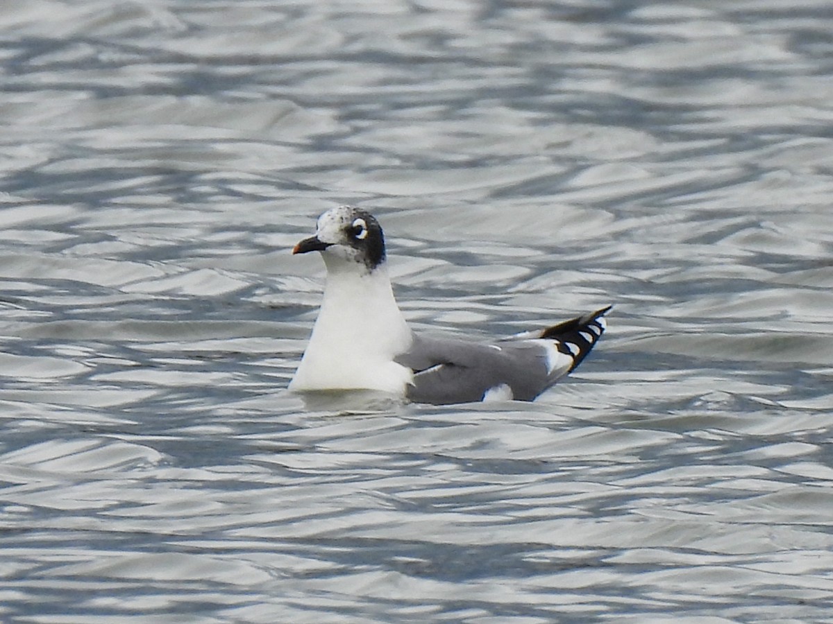 שחף אפור-זנב - ML644480212