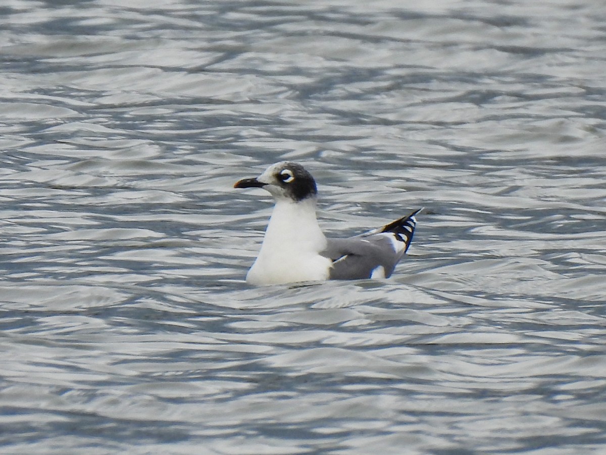 שחף אפור-זנב - ML644480213