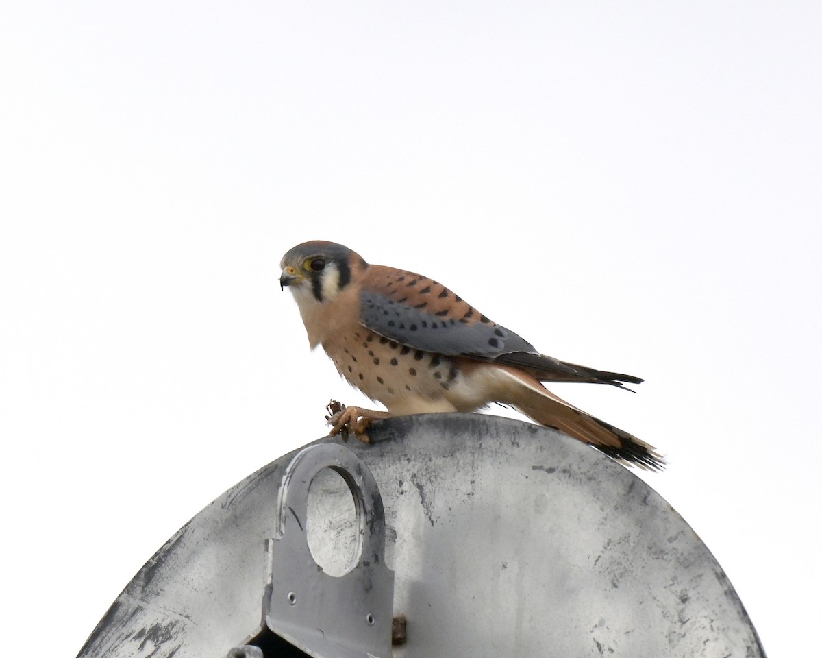 poštolka pestrá - ML644480215