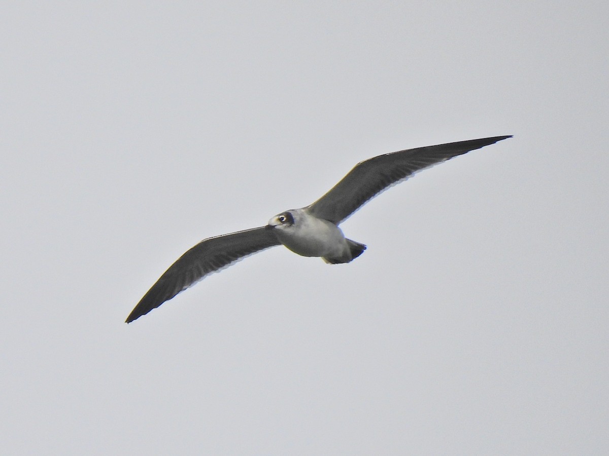 שחף אפור-זנב - ML644480237