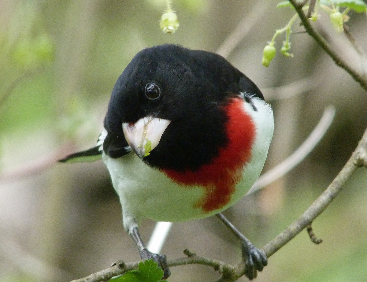 Rose-breasted Grosbeak - ML644480241