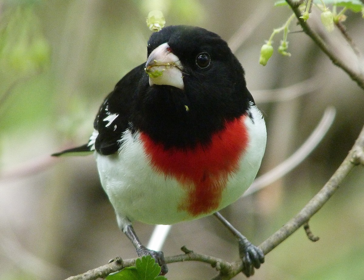 Rose-breasted Grosbeak - ML644480242
