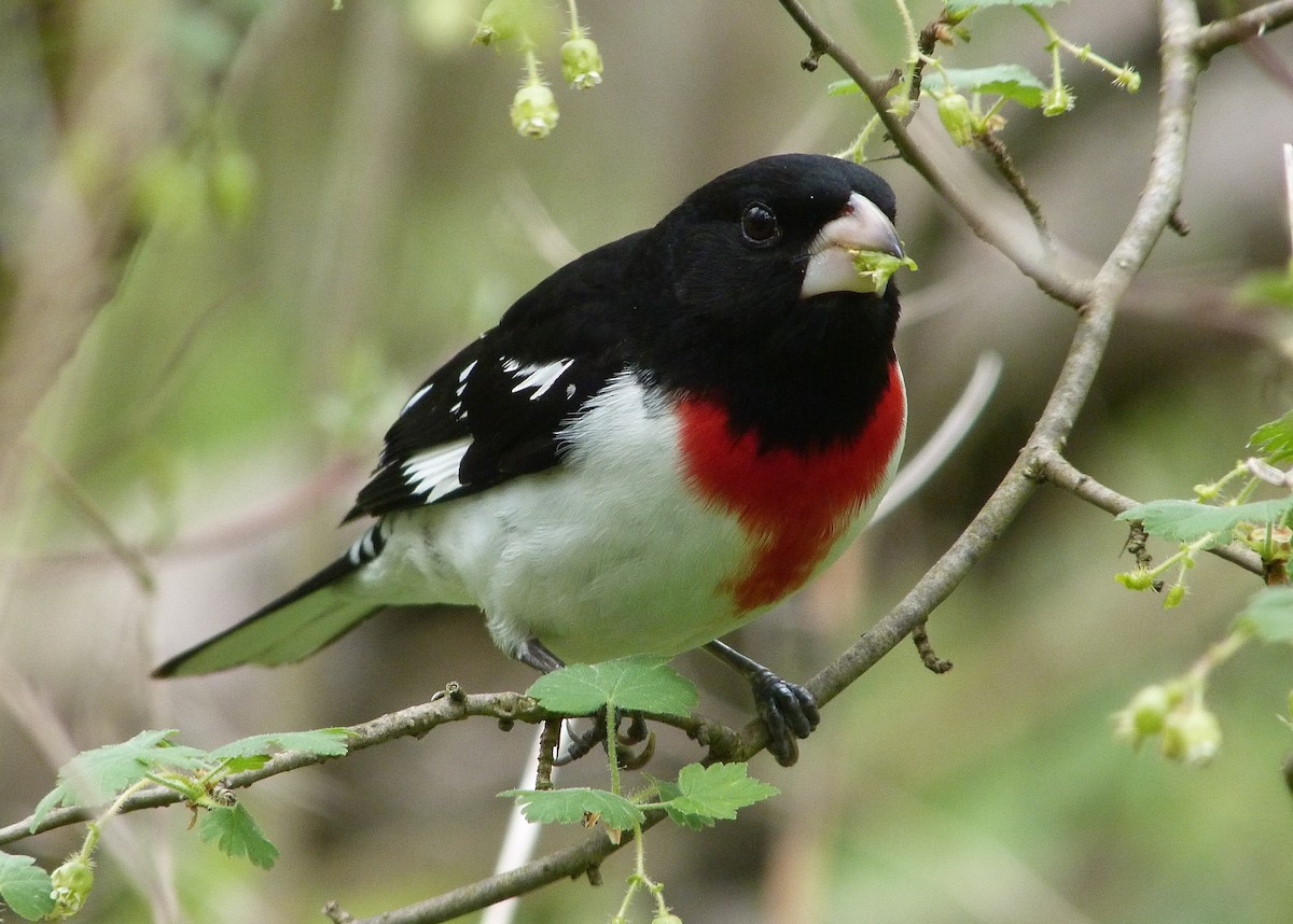 Rose-breasted Grosbeak - ML644480243