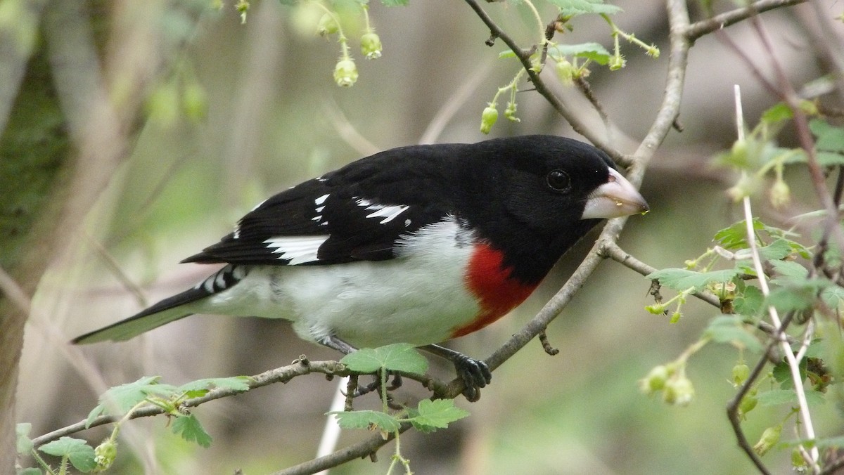 Rose-breasted Grosbeak - ML644480244