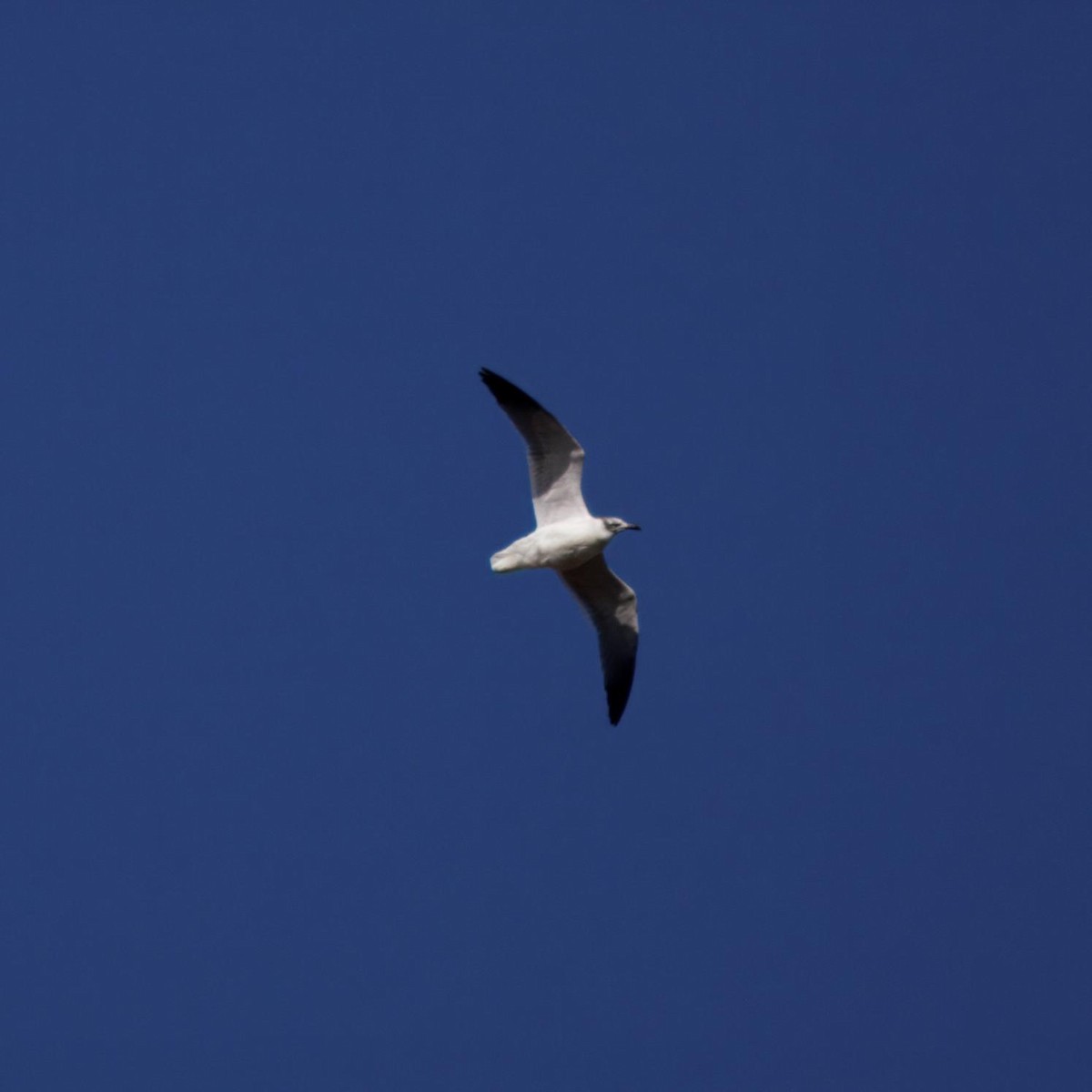 ワライカモメ - ML644480258