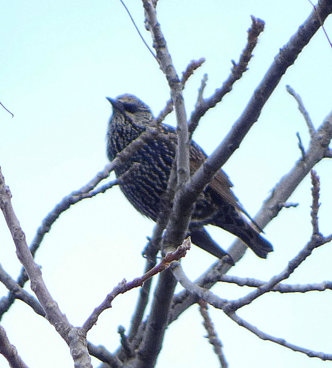 špaček obecný - ML644480259