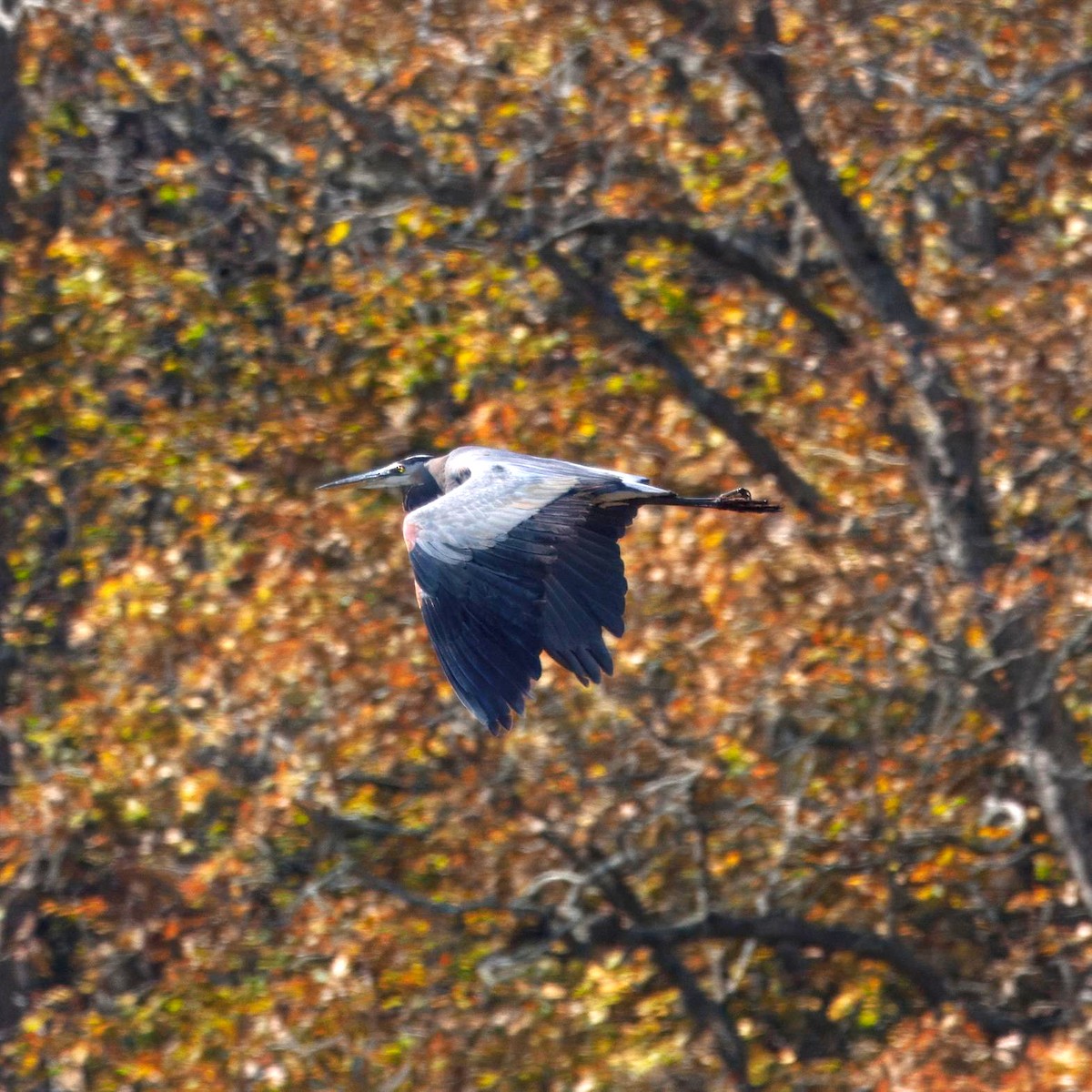 オオアオサギ - ML644480284