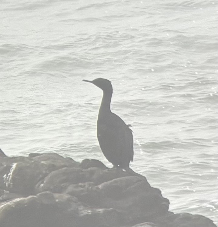 kormorán tichomořský - ML644480293