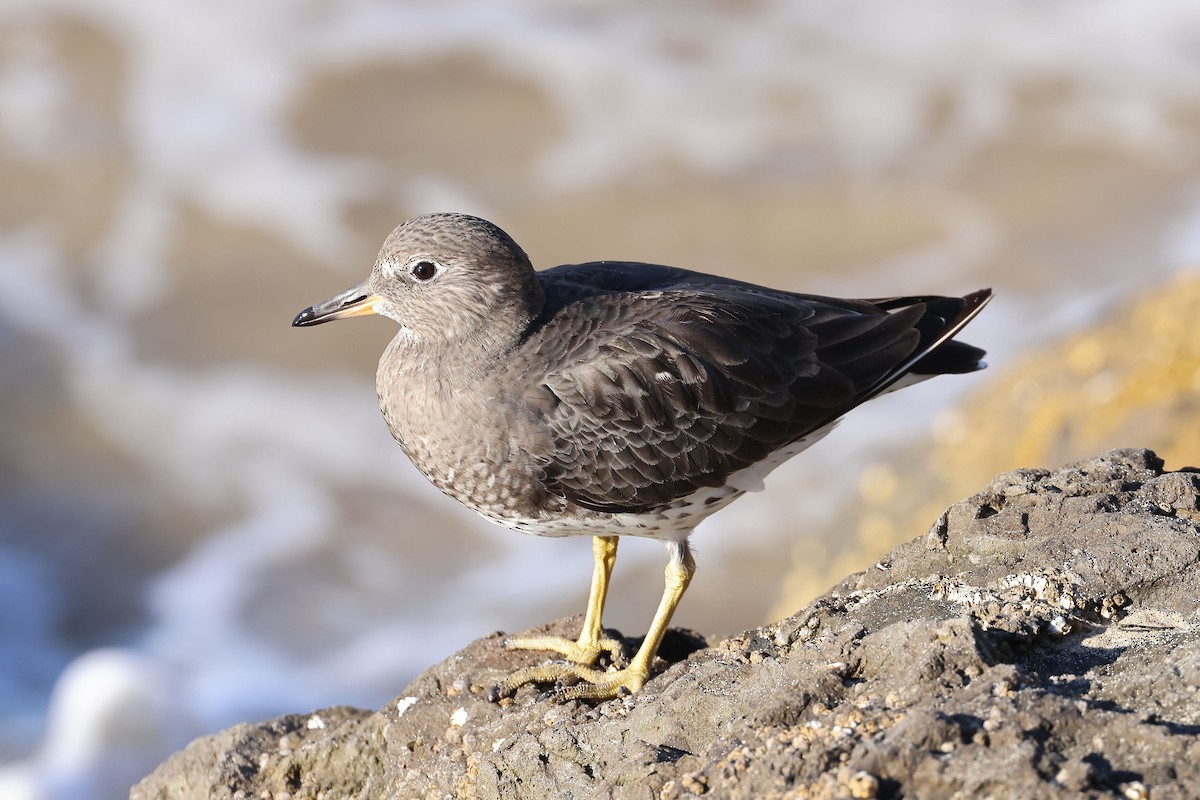 brottsnipe - ML644480303