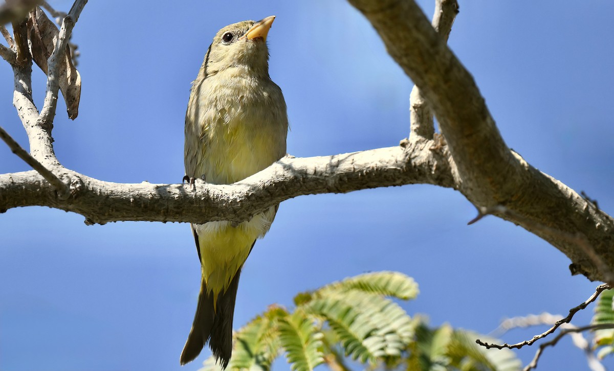 Желтоплечая пиранга - ML644480305