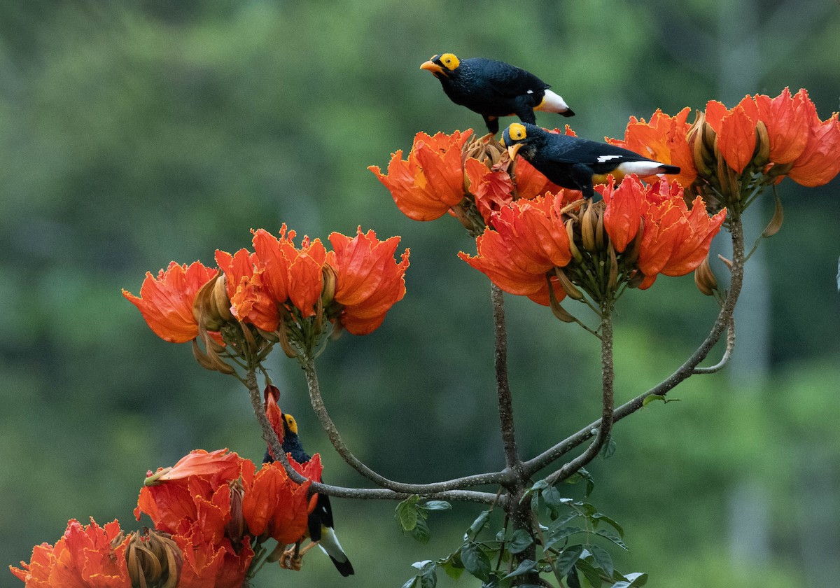 キガオムクドリ - ML644480307