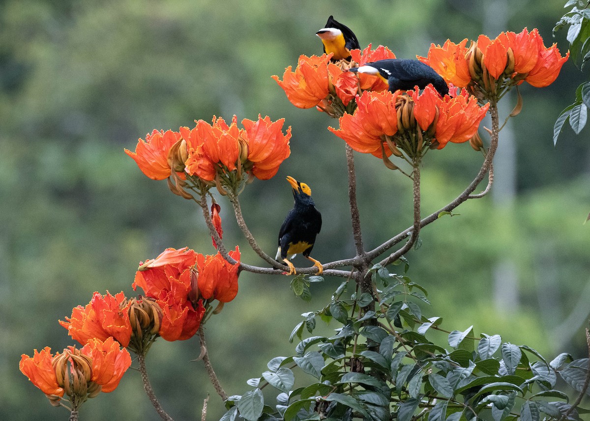 キガオムクドリ - ML644480308