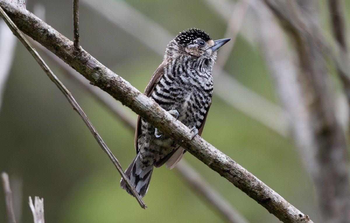 Carpinterito Variable - ML644480317