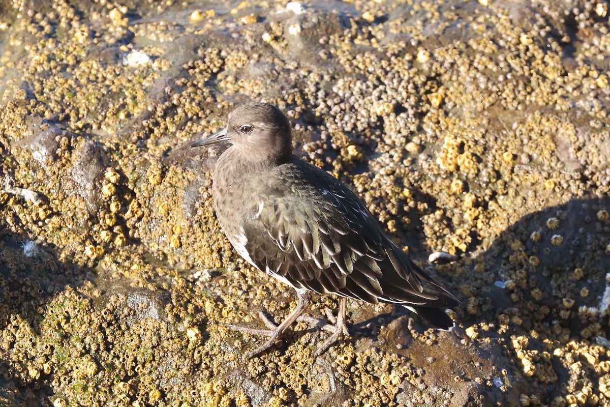 svartsteinvender - ML644480319