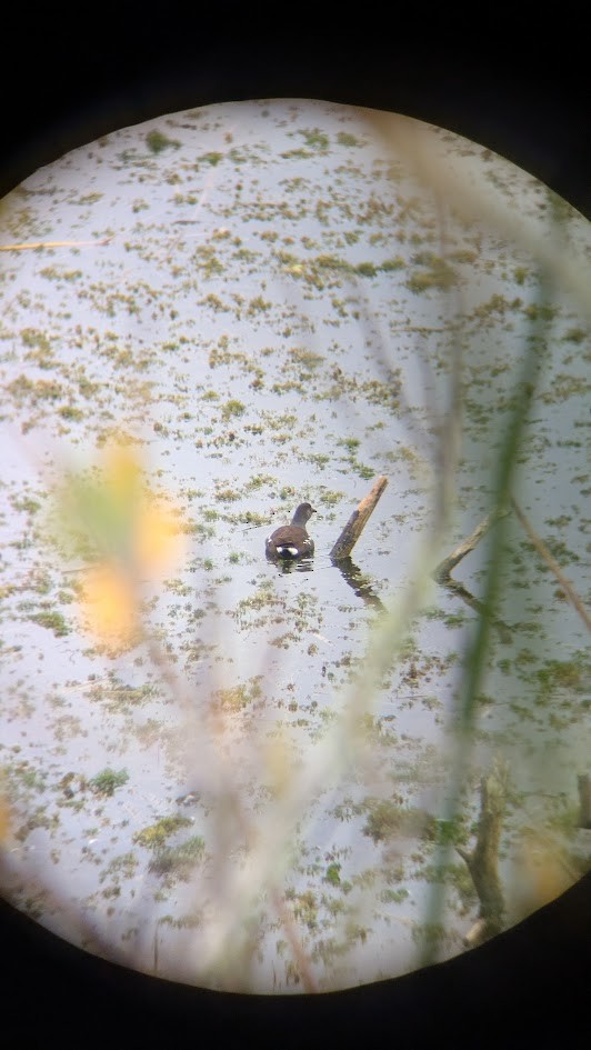 Common Gallinule - ML644480331
