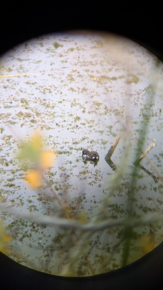 Common Gallinule - ML644480332