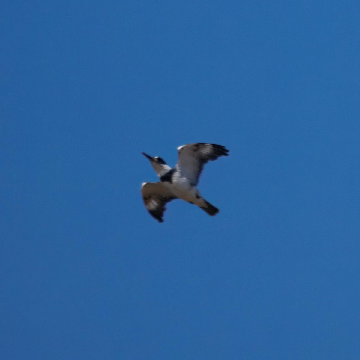 アメリカヤマセミ - ML644480333