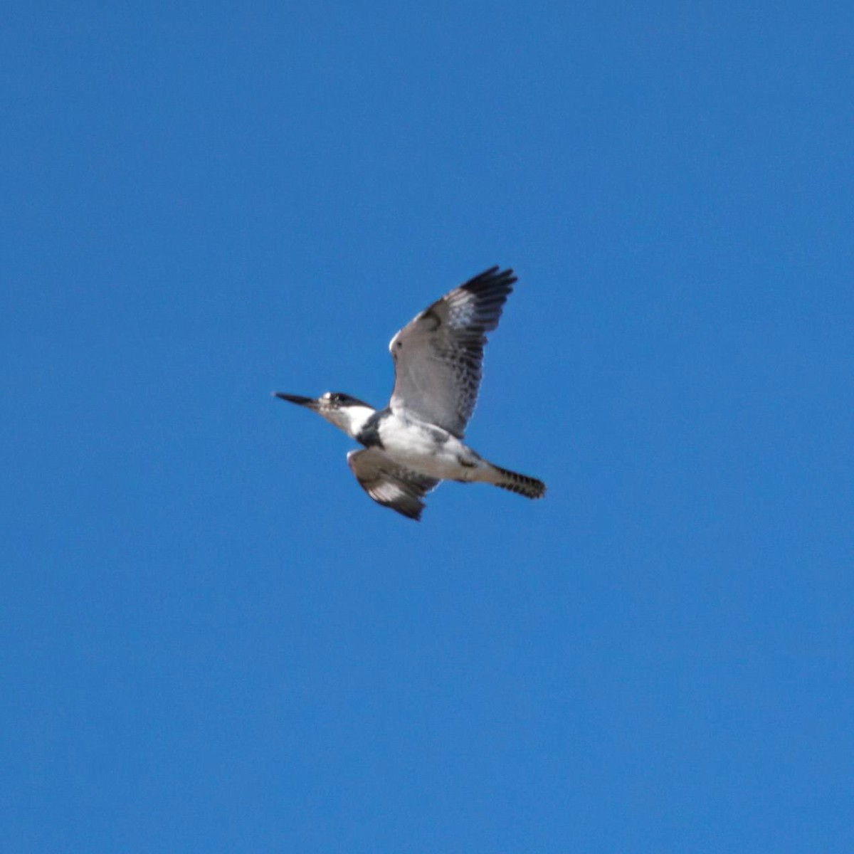 アメリカヤマセミ - ML644480334