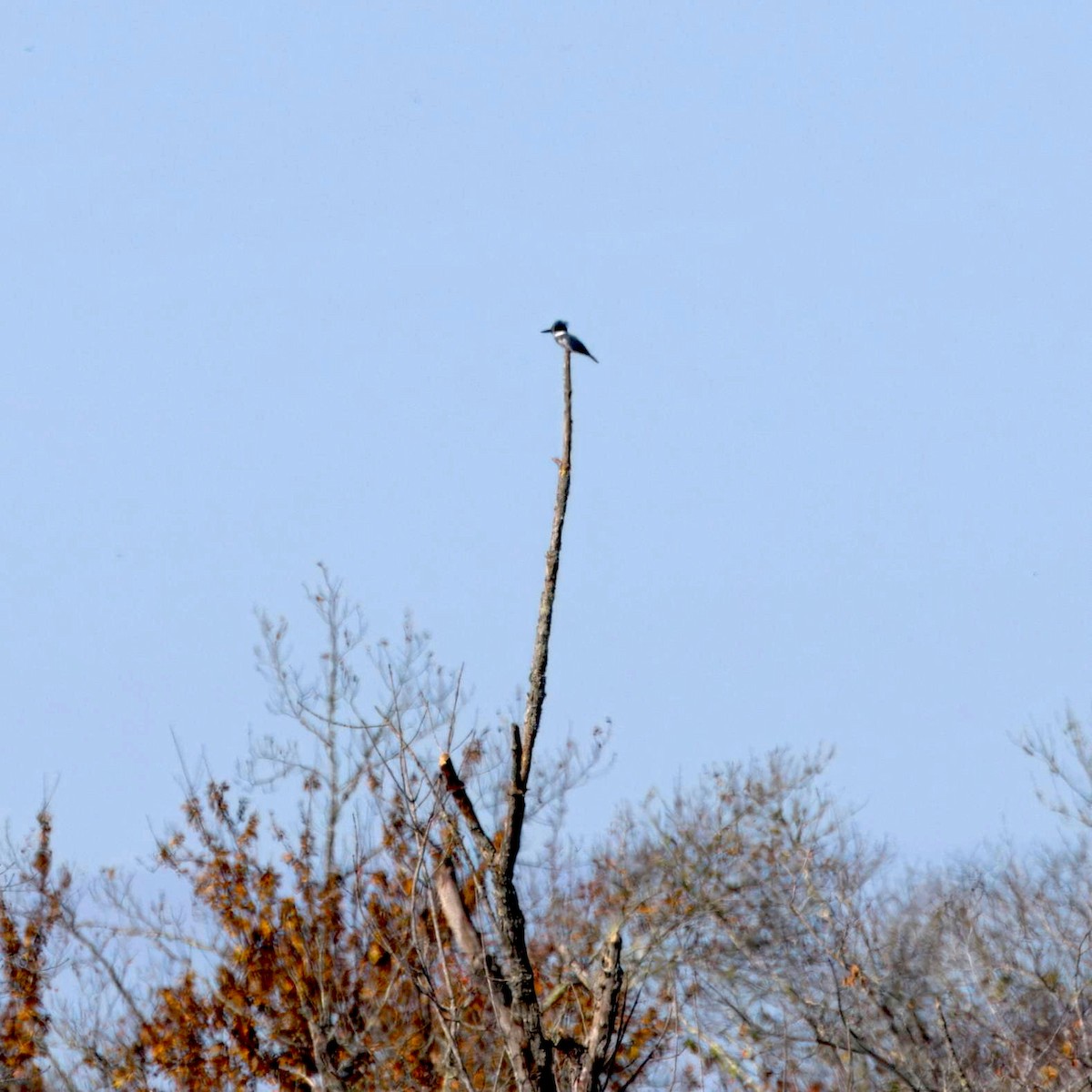 アメリカヤマセミ - ML644480335