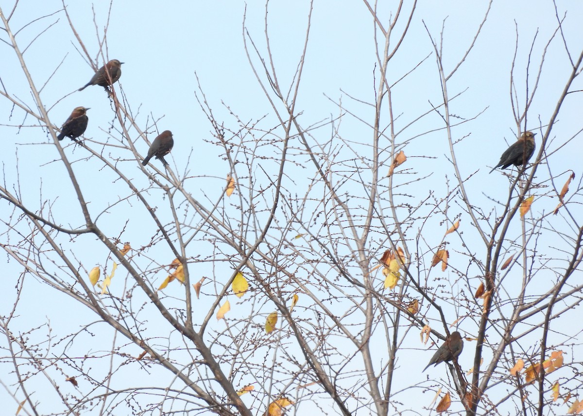 Rusty Blackbird - ML644480341