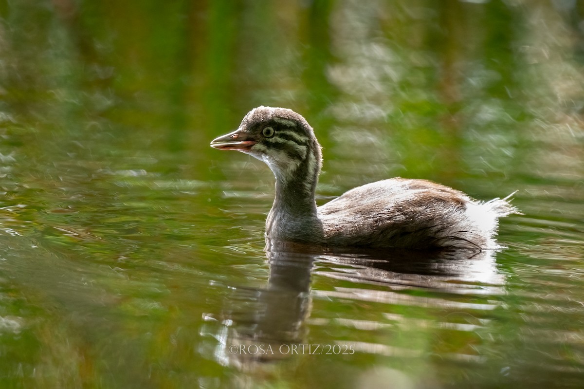 Least Grebe - ML644480356
