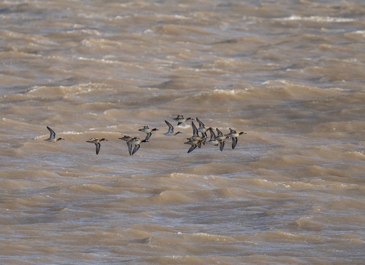 Green-winged Teal - ML644480358