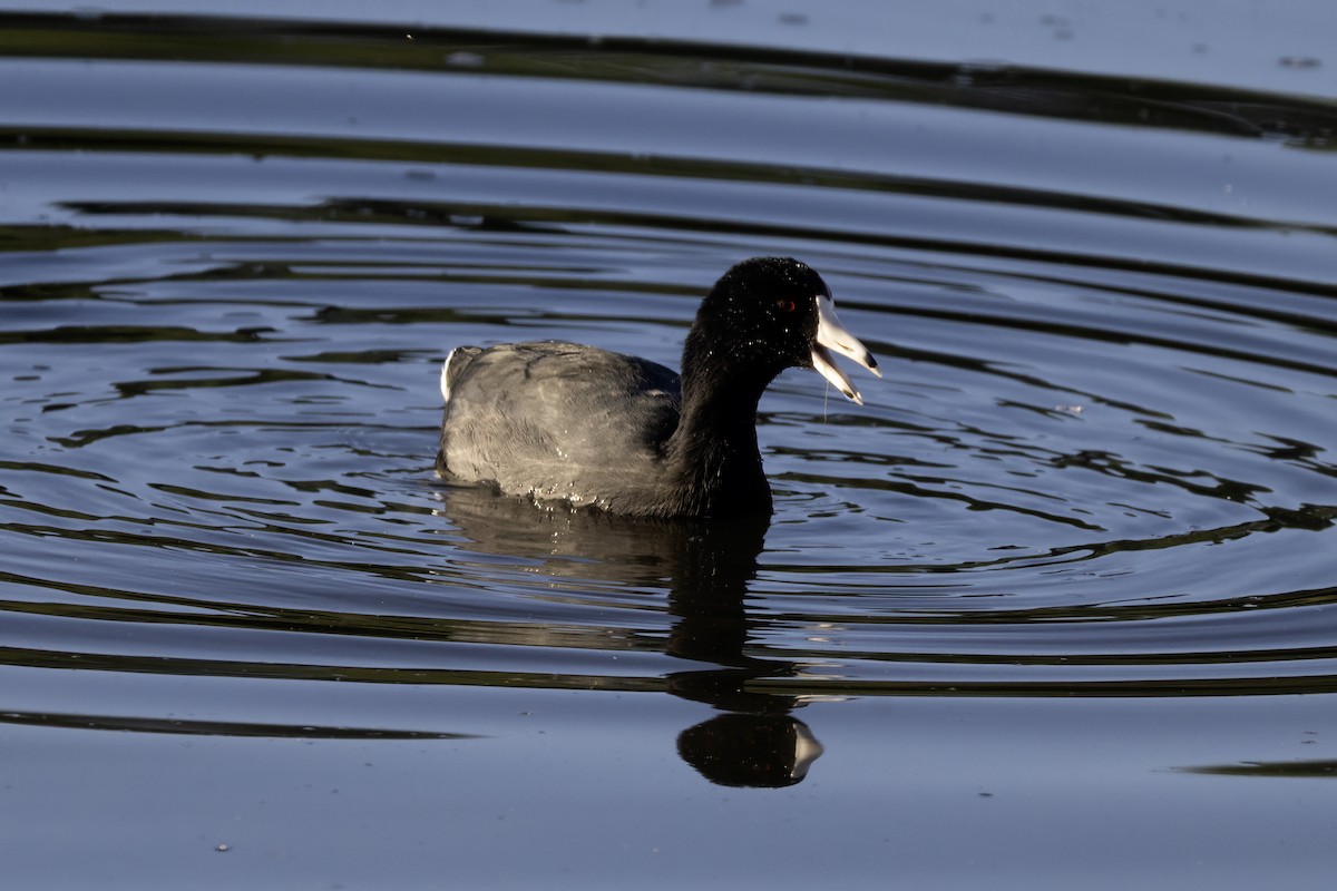 lyska americká - ML644480359