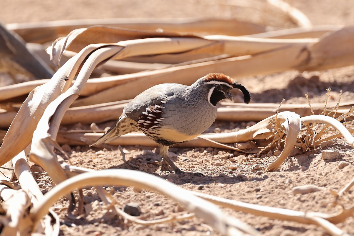 Gambel Kolini - ML644480363