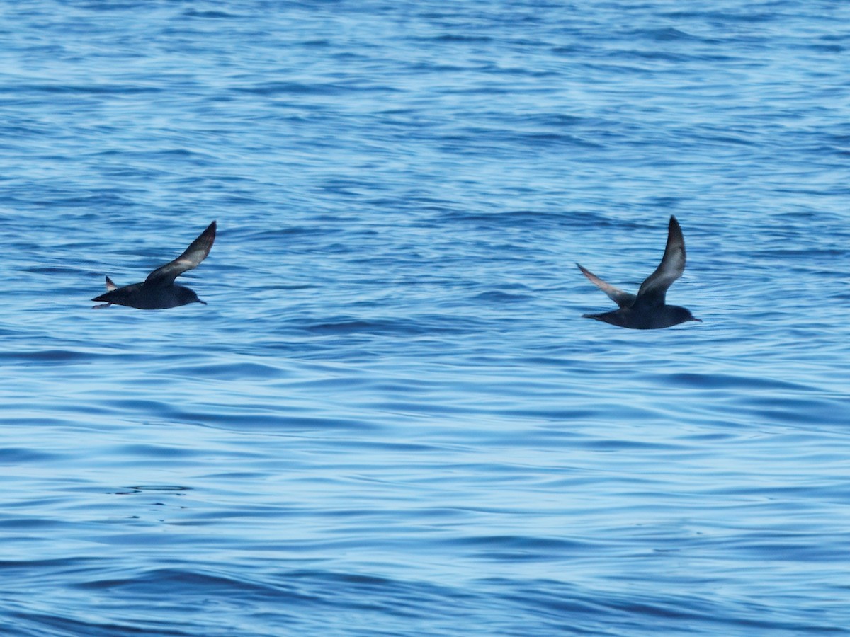 Sooty Shearwater - ML644480365