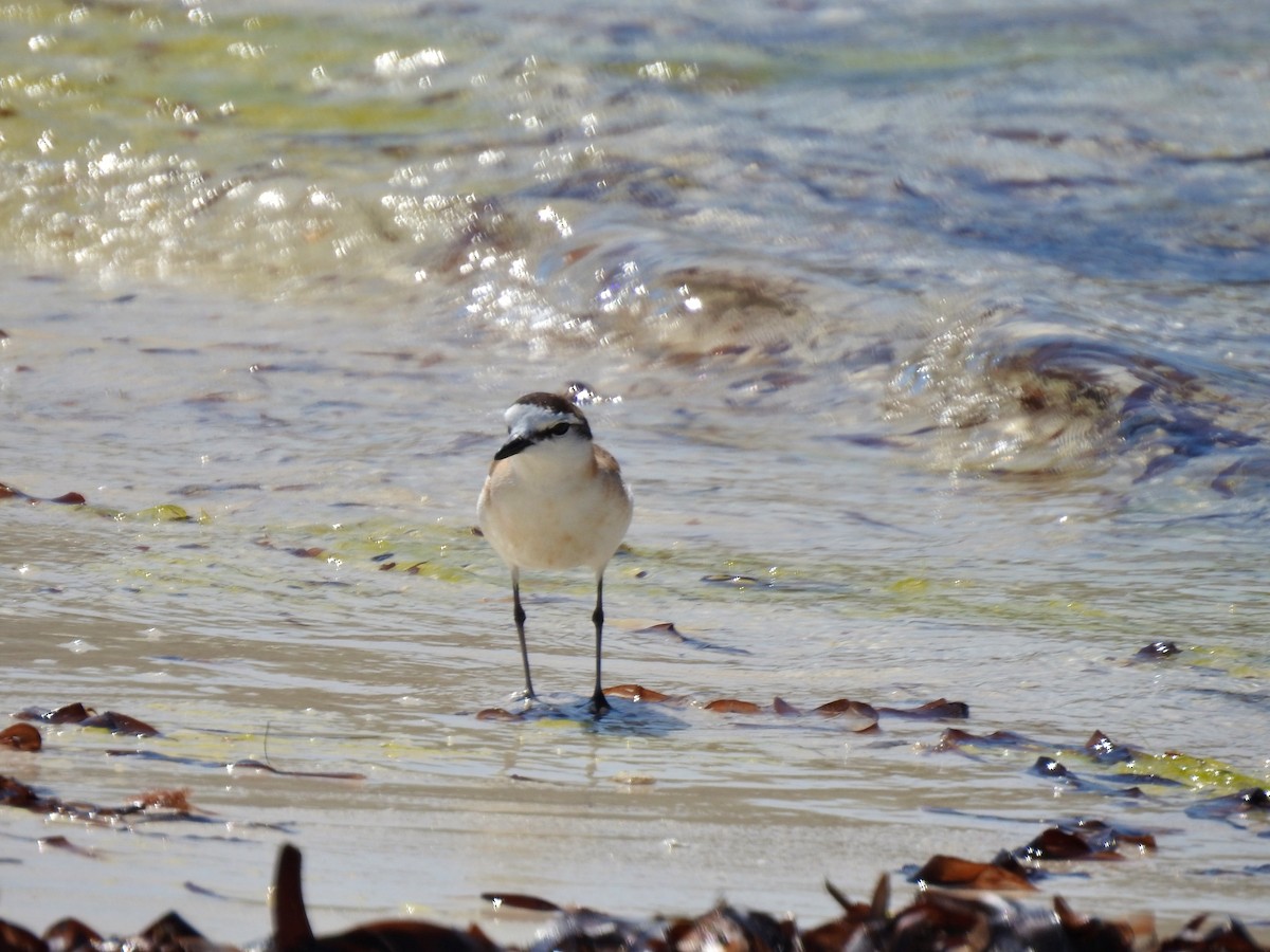 strandlo - ML644480367