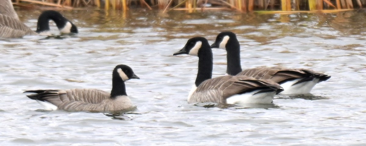 polargås - ML644480372